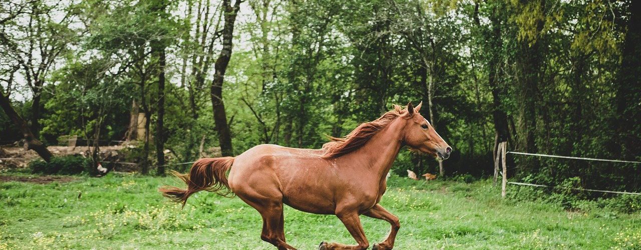 mare, horse, animal